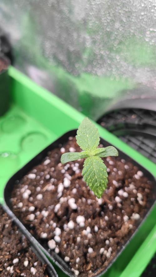 Pink Gelato / Kannabia / Indoor. Week 1