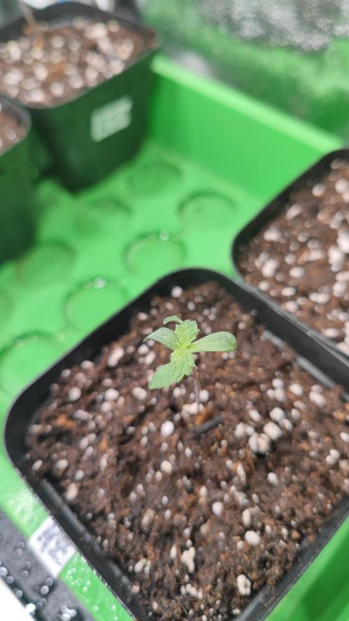 Pink Gelato / Kannabia / Indoor. Week 1