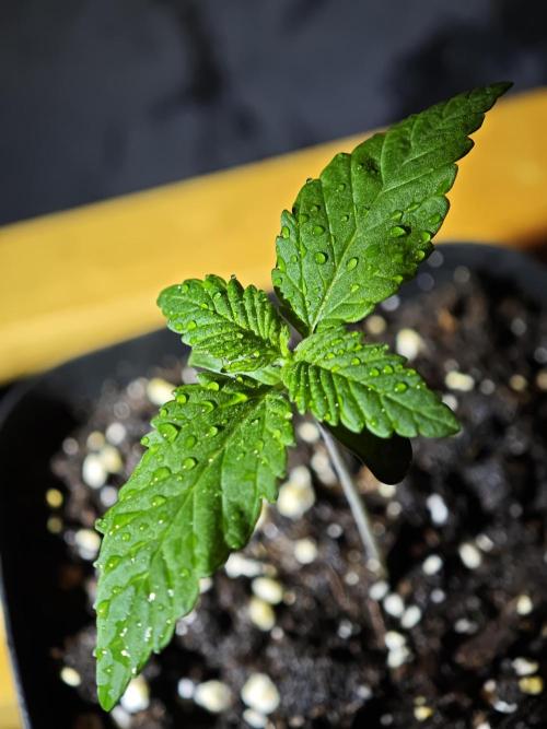 Pink Gelato / Kannabia / Indoor. Week 1