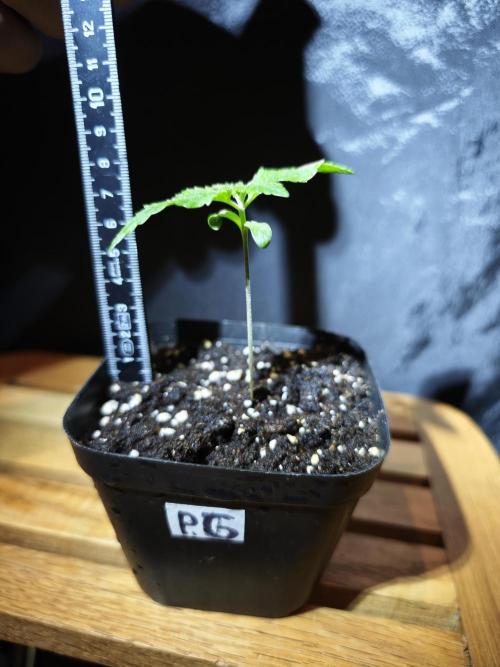 Pink Gelato / Kannabia / Indoor. Week 1