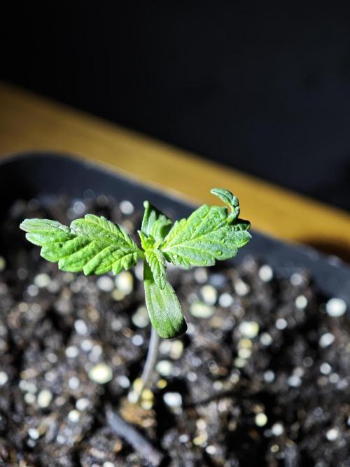 Pink Gelato / Kannabia / Indoor. Week 1