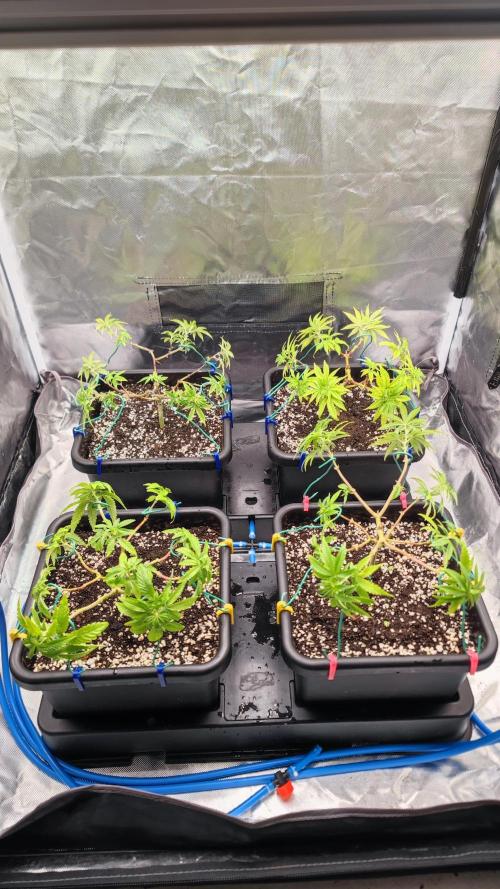 Strawberry Cola Sherbet F1 / Indoor 2025. Week 13