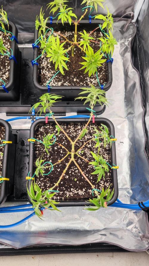 Strawberry Cola Sherbet F1 / Indoor 2025. Week 13