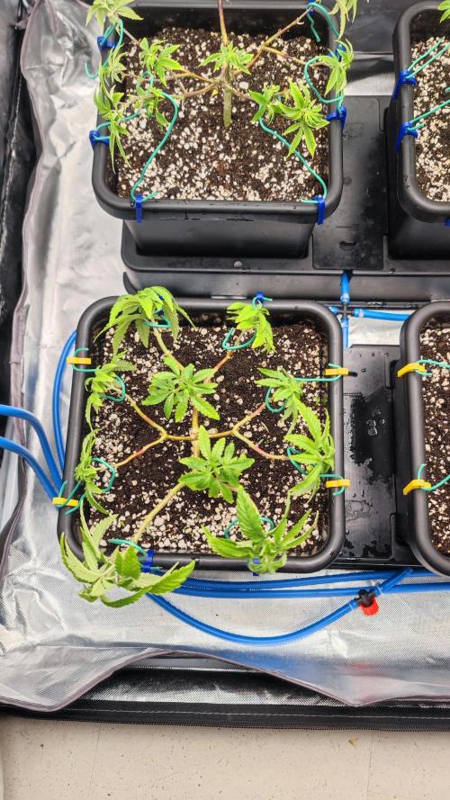Strawberry Cola Sherbet F1 / Indoor 2025. Week 13