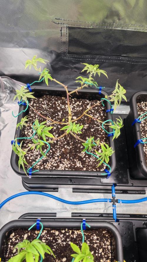 Strawberry Cola Sherbet F1 / Indoor 2025. Week 13