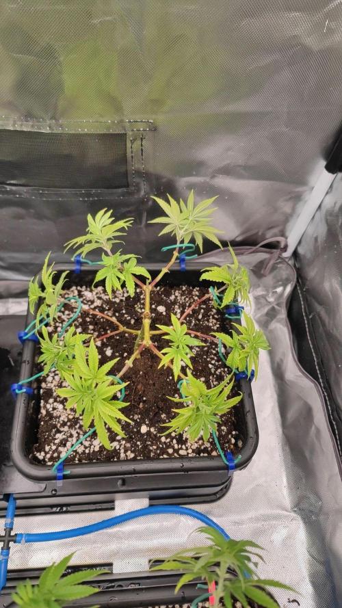 Strawberry Cola Sherbet F1 / Indoor 2025. Week 13