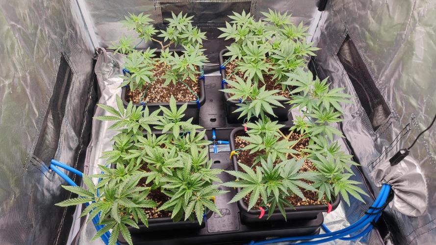 Strawberry Cola Sherbet F1 / Indoor 2025. Week 13