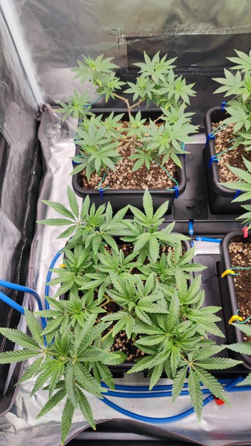 Strawberry Cola Sherbet F1 / Indoor 2025. Week 13