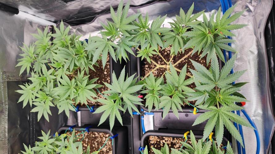 Strawberry Cola Sherbet F1 / Indoor 2025. Week 13