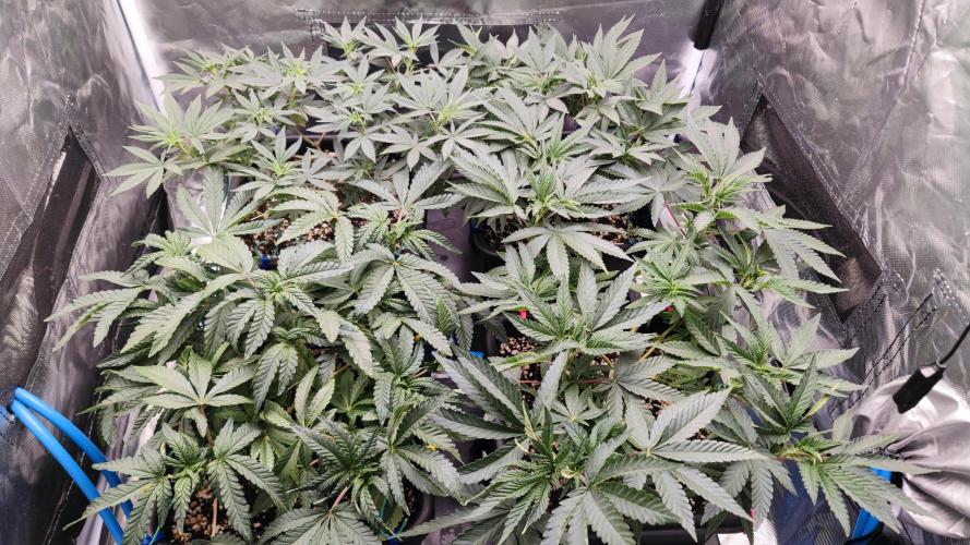 Strawberry Cola Sherbet F1 / Indoor 2025. Week 14