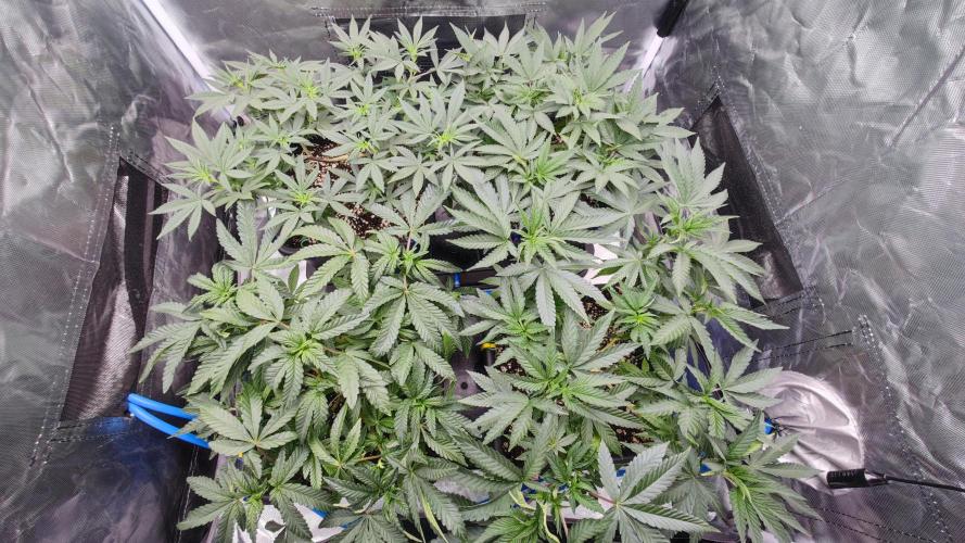 Strawberry Cola Sherbet F1 / Indoor 2025. Week 14