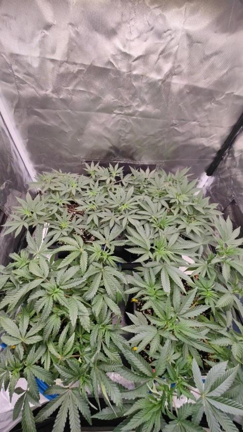 Strawberry Cola Sherbet F1 / Indoor 2025. Week 14