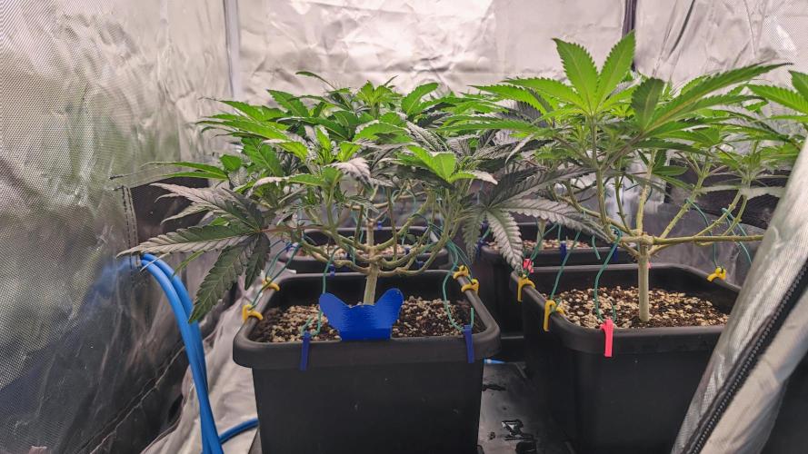 Strawberry Cola Sherbet F1 / Indoor 2025. Week 15