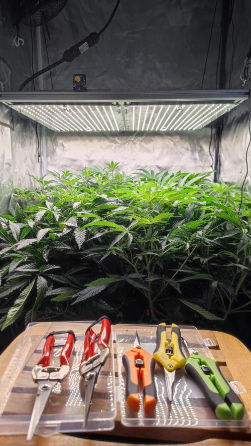 Strawberry Cola Sherbet F1 / Indoor 2025. Week 17