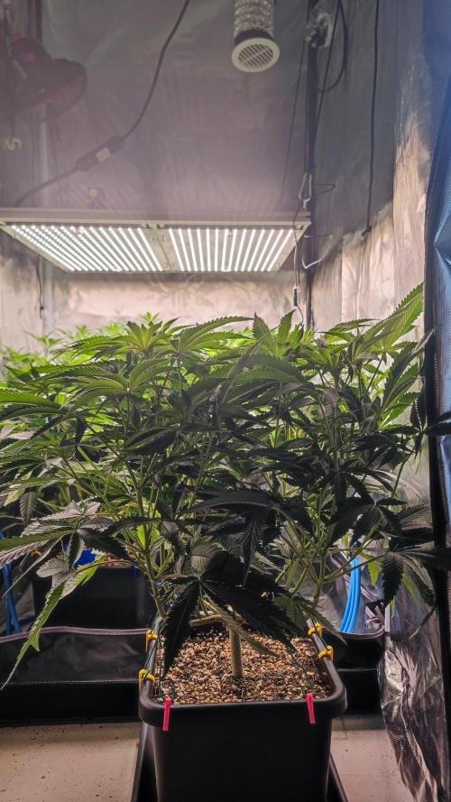 Strawberry Cola Sherbet F1 / Indoor 2025. Week 17