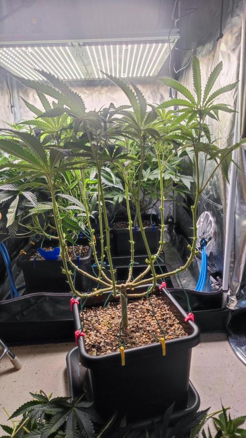 Strawberry Cola Sherbet F1 / Indoor 2025. Week 17