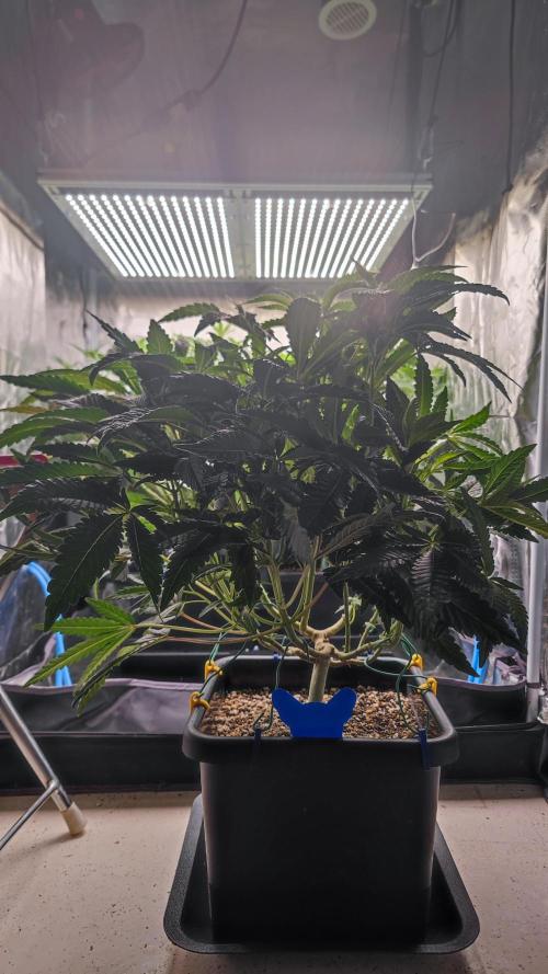 Strawberry Cola Sherbet F1 / Indoor 2025. Week 17