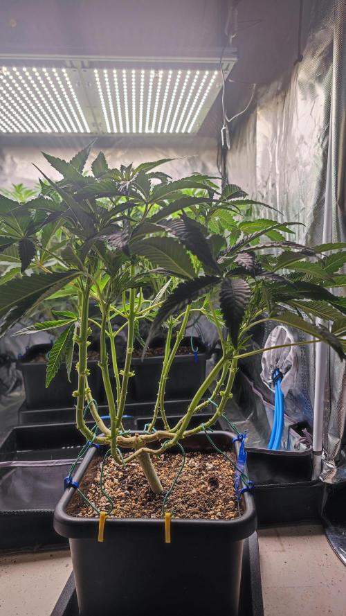 Strawberry Cola Sherbet F1 / Indoor 2025. Week 17