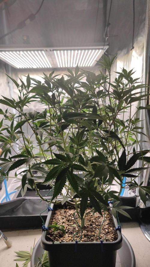 Strawberry Cola Sherbet F1 / Indoor 2025. Week 17