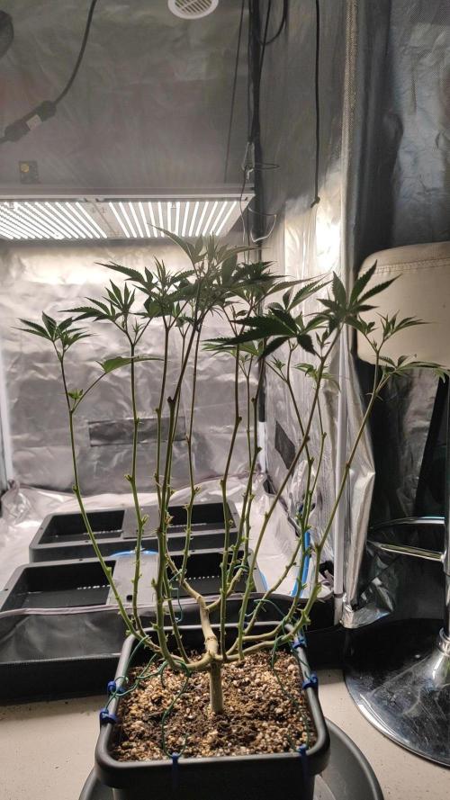 Strawberry Cola Sherbet F1 / Indoor 2025. Week 17