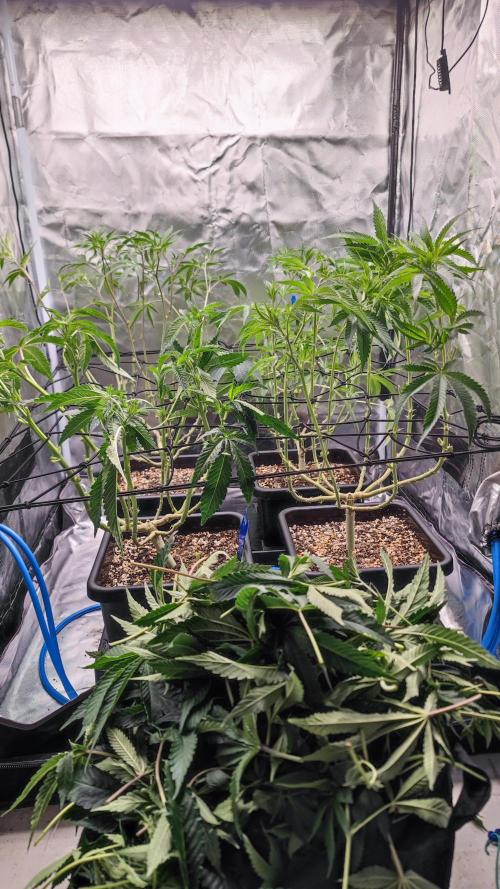 Strawberry Cola Sherbet F1 / Indoor 2025. Week 17