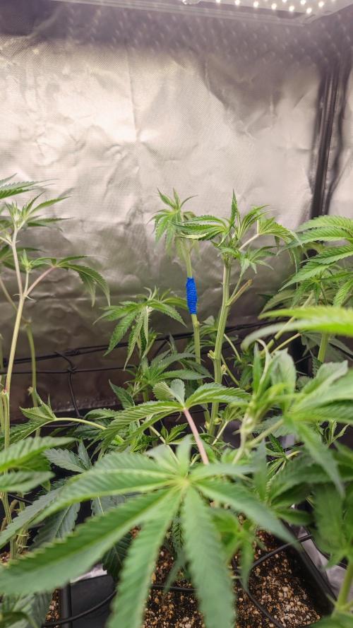 Strawberry Cola Sherbet F1 / Indoor 2025. Week 17