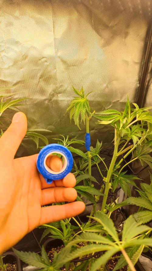 Strawberry Cola Sherbet F1 / Indoor 2025. Week 17