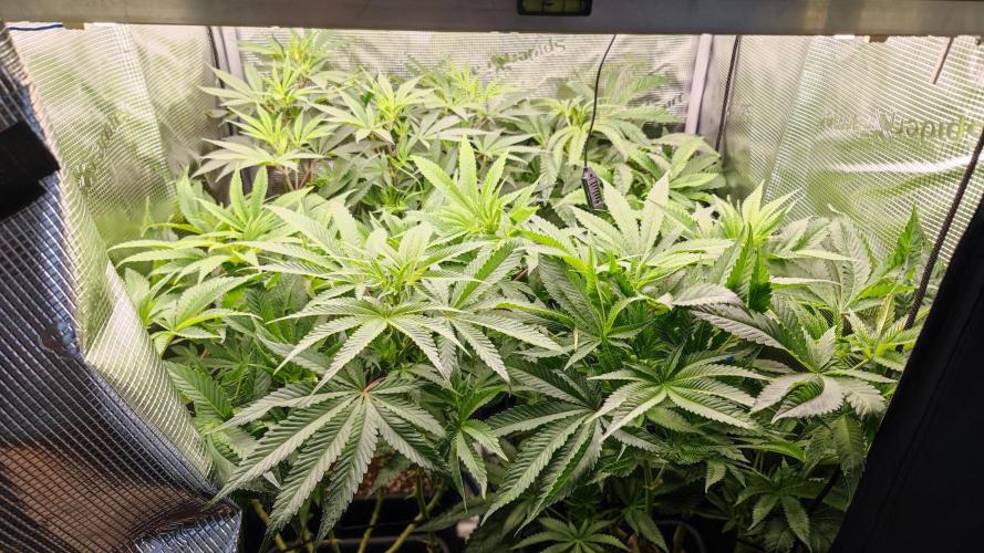 Strawberry Cola Sherbet F1 / Indoor 2025. Week 18