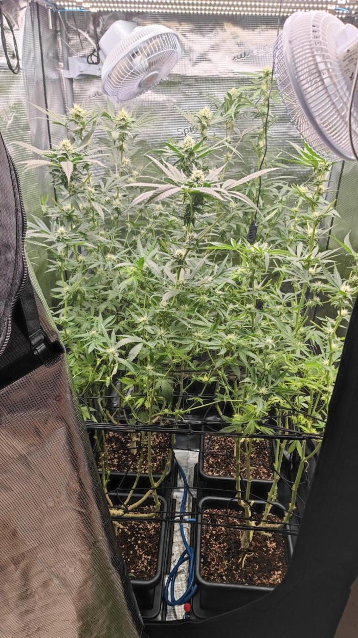 Strawberry Cola Sherbet F1 / Indoor 2025. Week 22