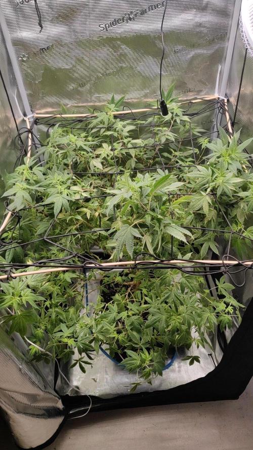 Ayahuasca Purple / Indoor 2025. Week 1