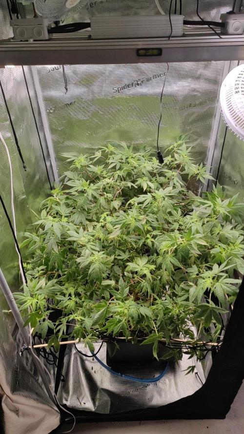 Ayahuasca Purple / Indoor 2025. Week 1
