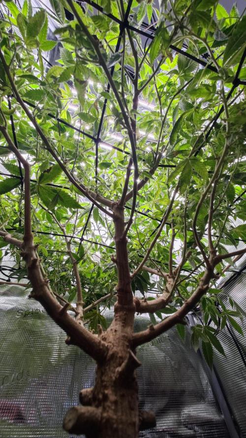 Ayahuasca Purple / Indoor 2025. Week 1