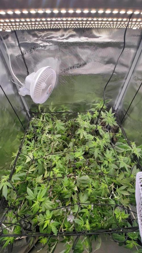 Ayahuasca Purple / Indoor 2025. Week 1