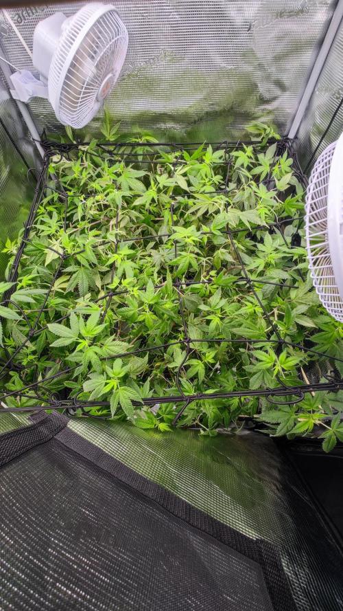 Ayahuasca Purple / Indoor 2025. Week 1