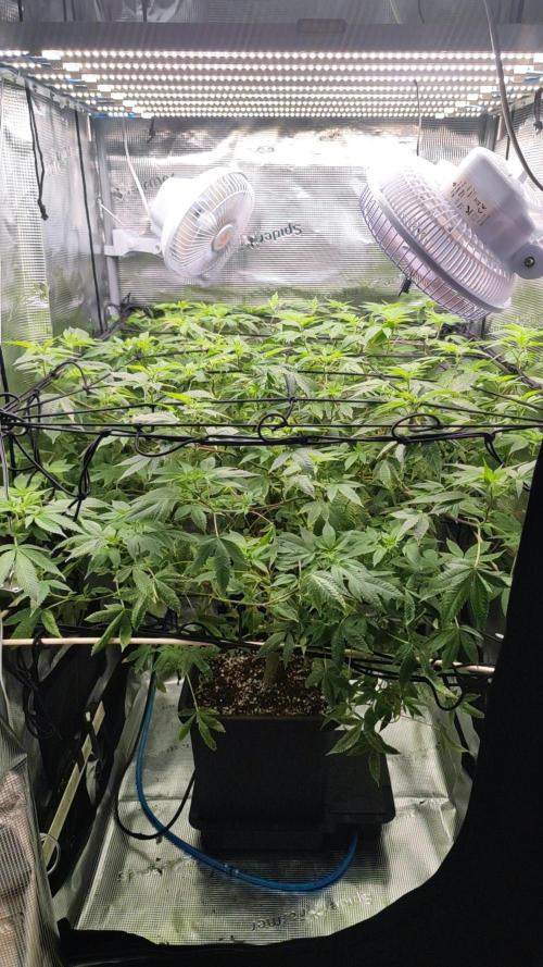 Ayahuasca Purple / Indoor 2025. Week 1