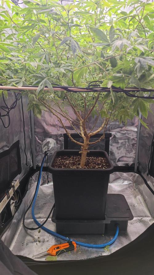 Ayahuasca Purple / Indoor 2025. Week 1