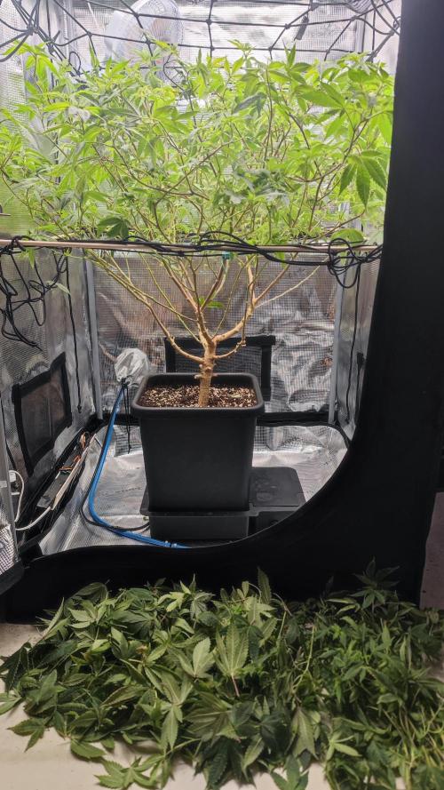 Ayahuasca Purple / Indoor 2025. Week 1