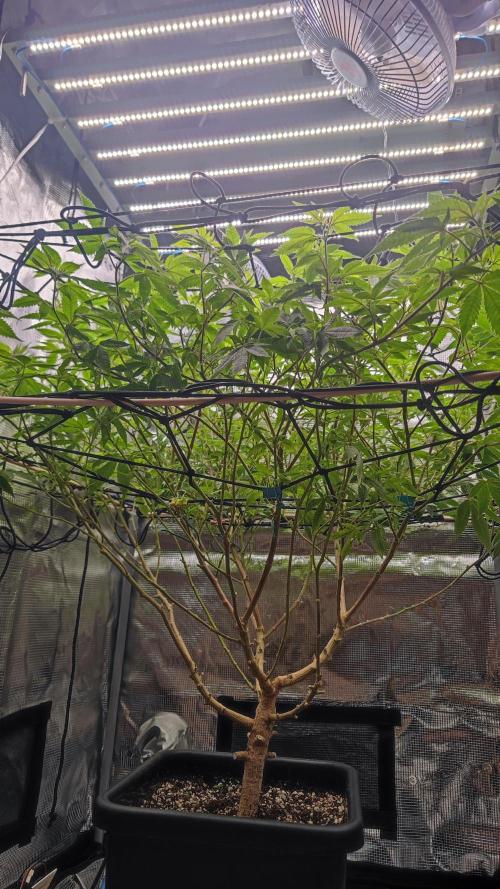 Ayahuasca Purple / Indoor 2025. Week 1