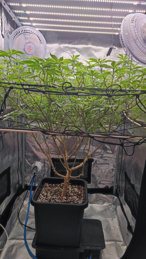 Ayahuasca Purple / Indoor 2025. Week 2