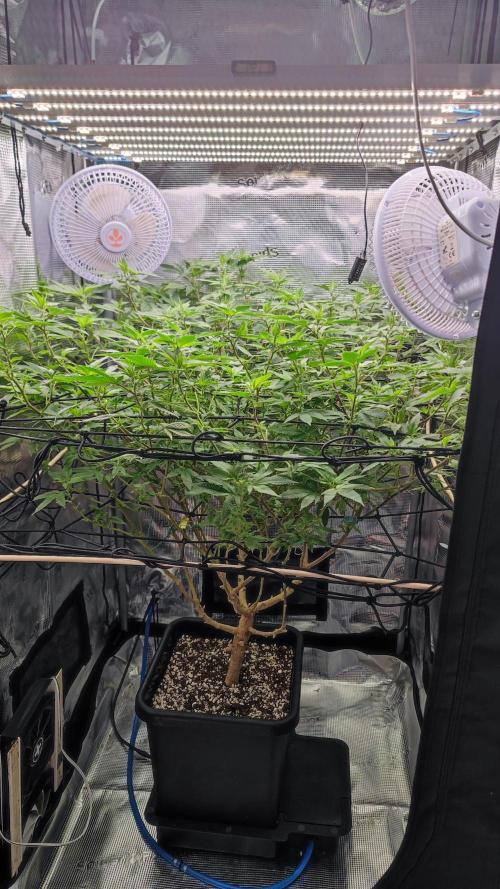 Ayahuasca Purple / Indoor 2025. Week 2