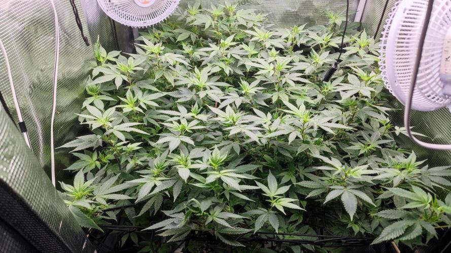 Ayahuasca Purple / Indoor 2025. Week 2