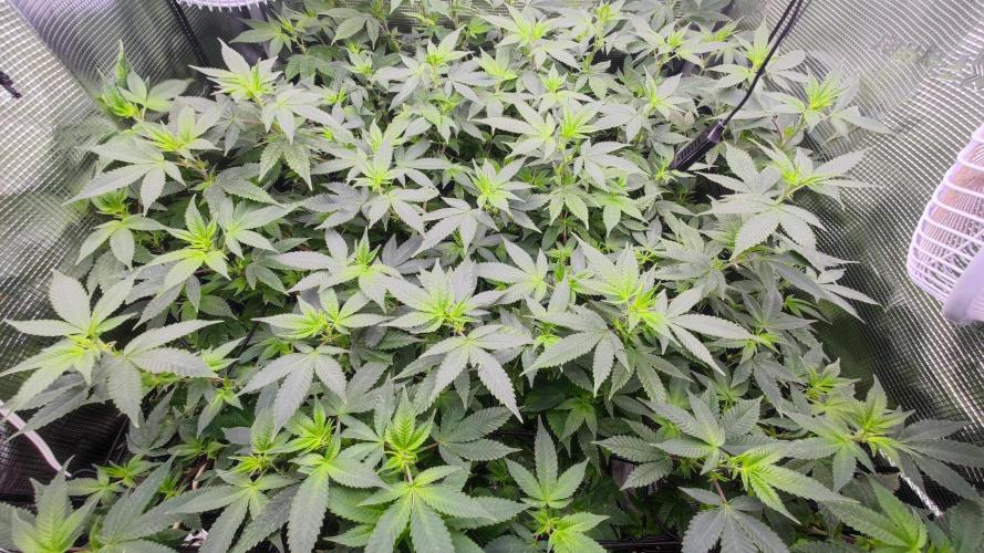 Ayahuasca Purple / Indoor 2025. Week 2