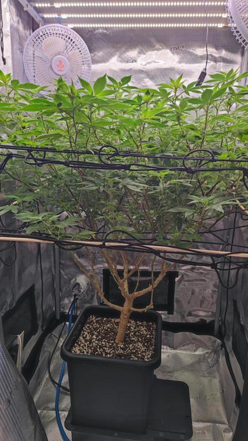 Ayahuasca Purple / Indoor 2025. Week 2
