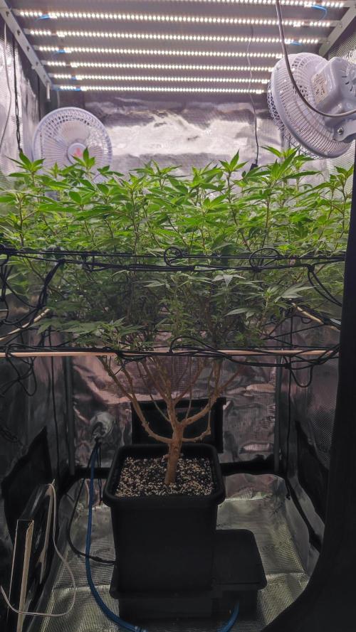 Ayahuasca Purple / Indoor 2025. Week 2