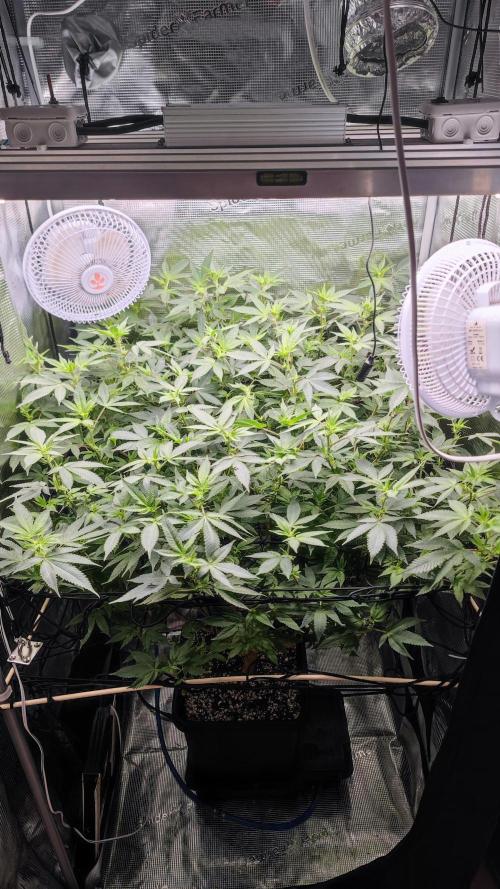Ayahuasca Purple / Indoor 2025. Week 3
