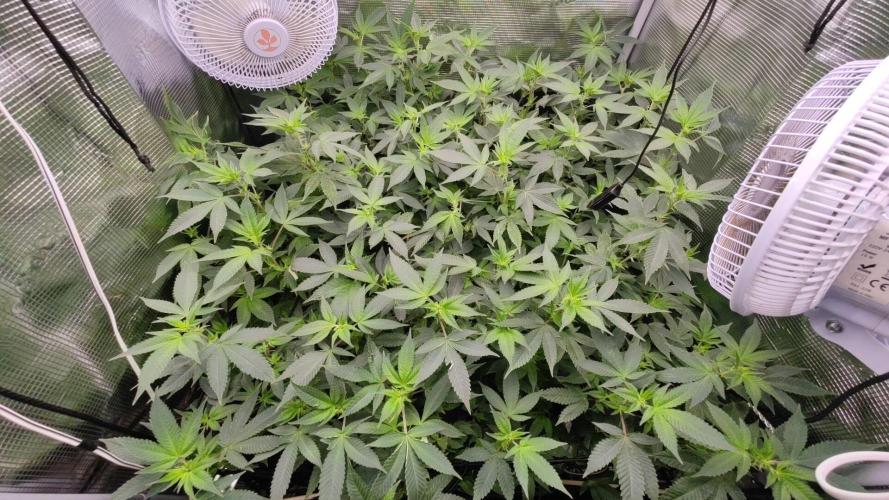 Ayahuasca Purple / Indoor 2025. Week 3