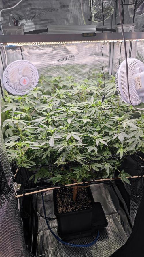 Ayahuasca Purple / Indoor 2025. Week 3