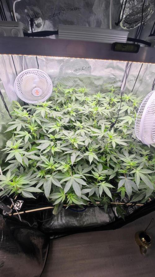 Ayahuasca Purple / Indoor 2025. Week 3