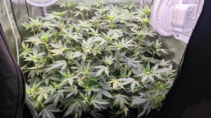 Ayahuasca Purple / Indoor 2025. Week 3