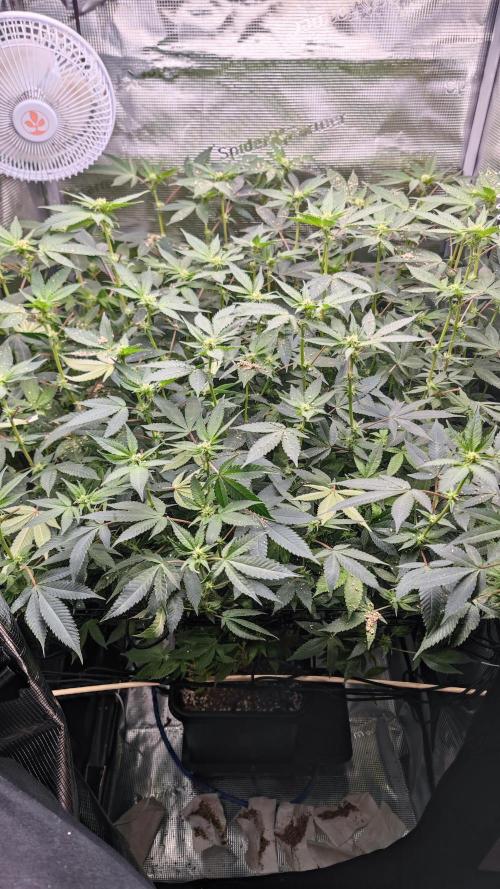 Ayahuasca Purple / Indoor 2025. Week 3